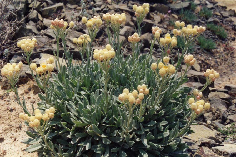 Helichrysum orientale photo